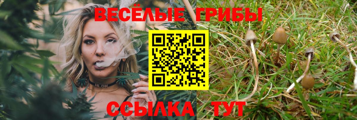 Галлюциногенные грибы Psilocybe Кашира